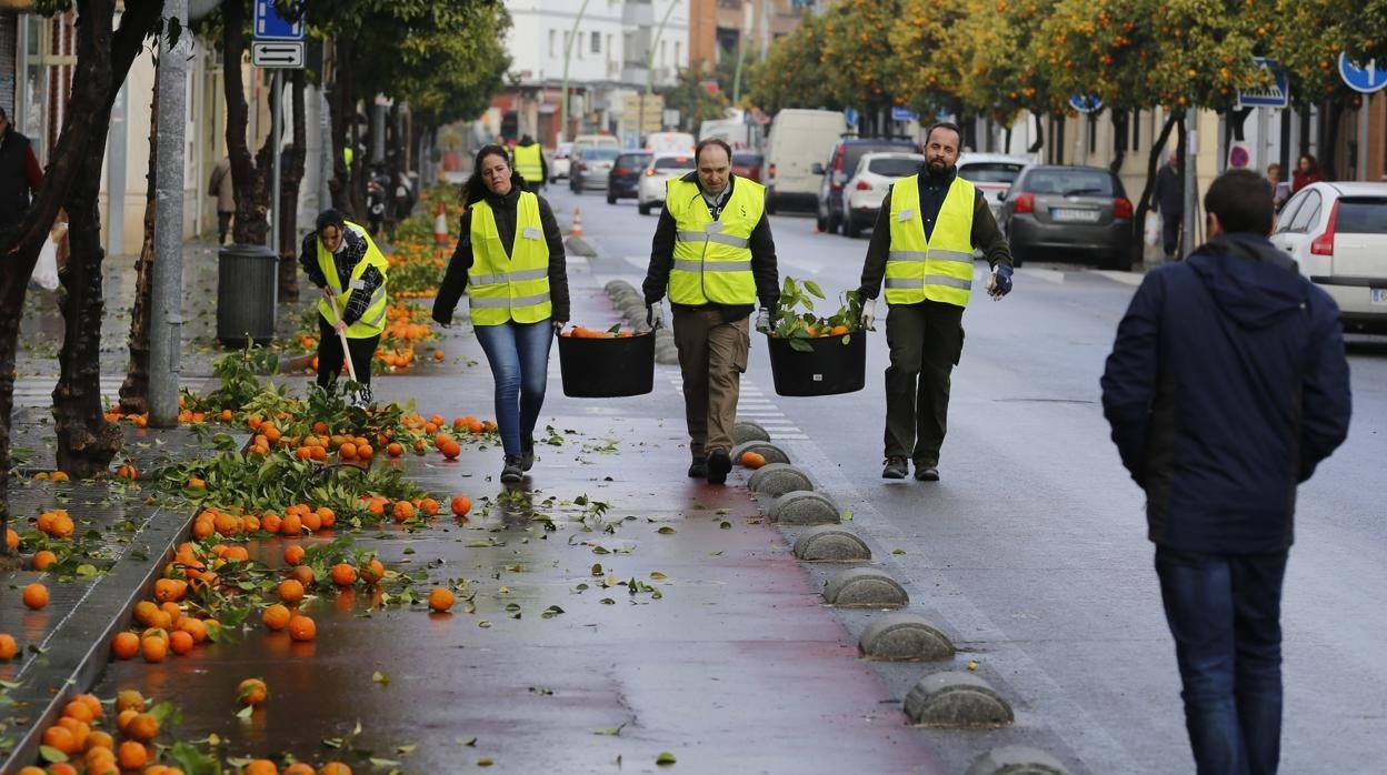 Recogida de naranjas en las calles de Córdoba