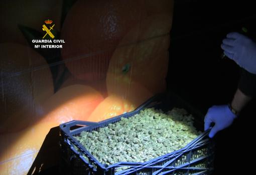 Parte de la marihuana incautada en la operación