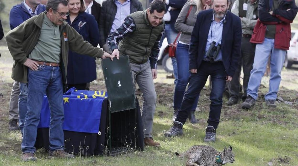 Juanma Moreno en la liberación de un lince