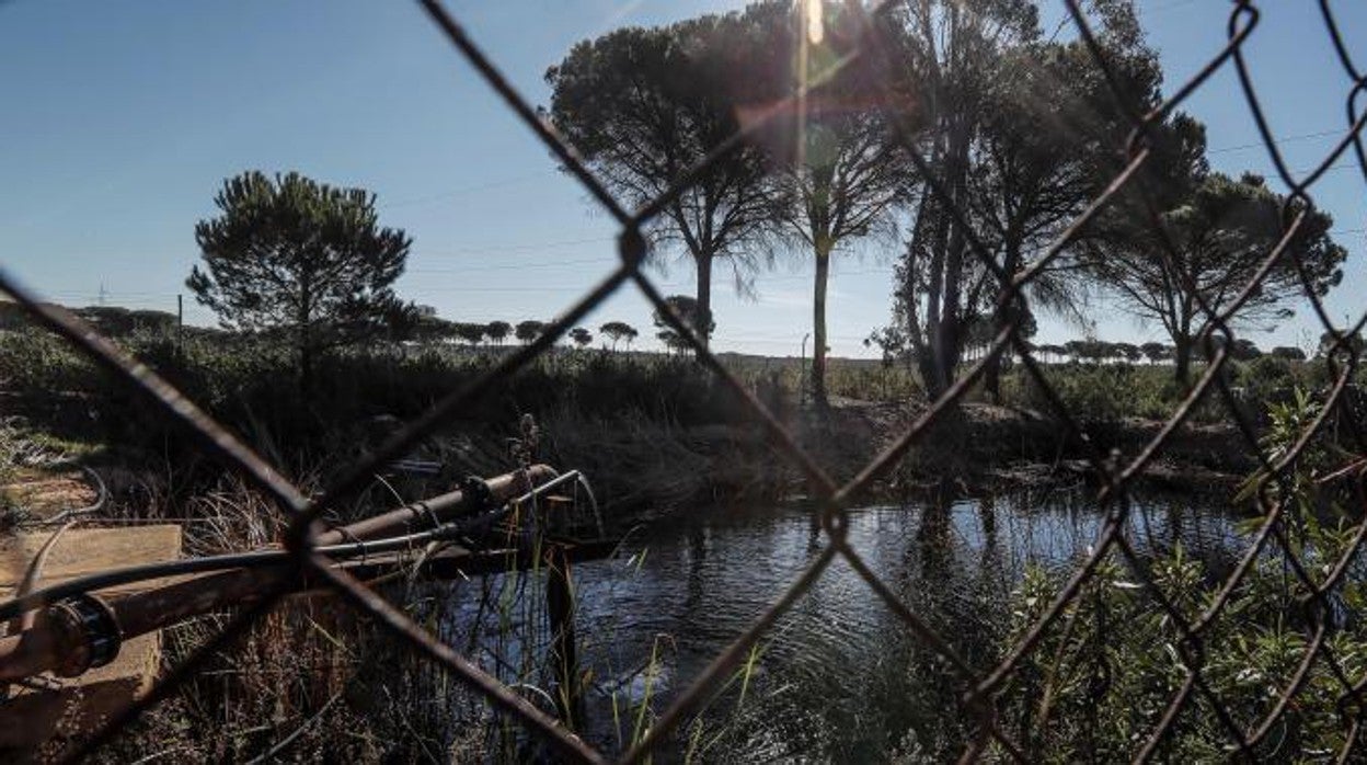 Balsa de riego de una explotación agrícola en el entorno de Doñana