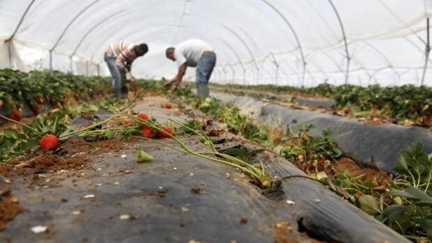 El PSOE aprobó en 2014 regular zonas agrícolas de Doñana que ahora quiere volver a negociar