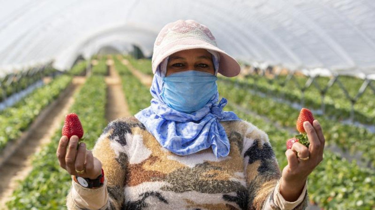 Una marroquí muestra el fruto de la fresa en una finca de Almonte