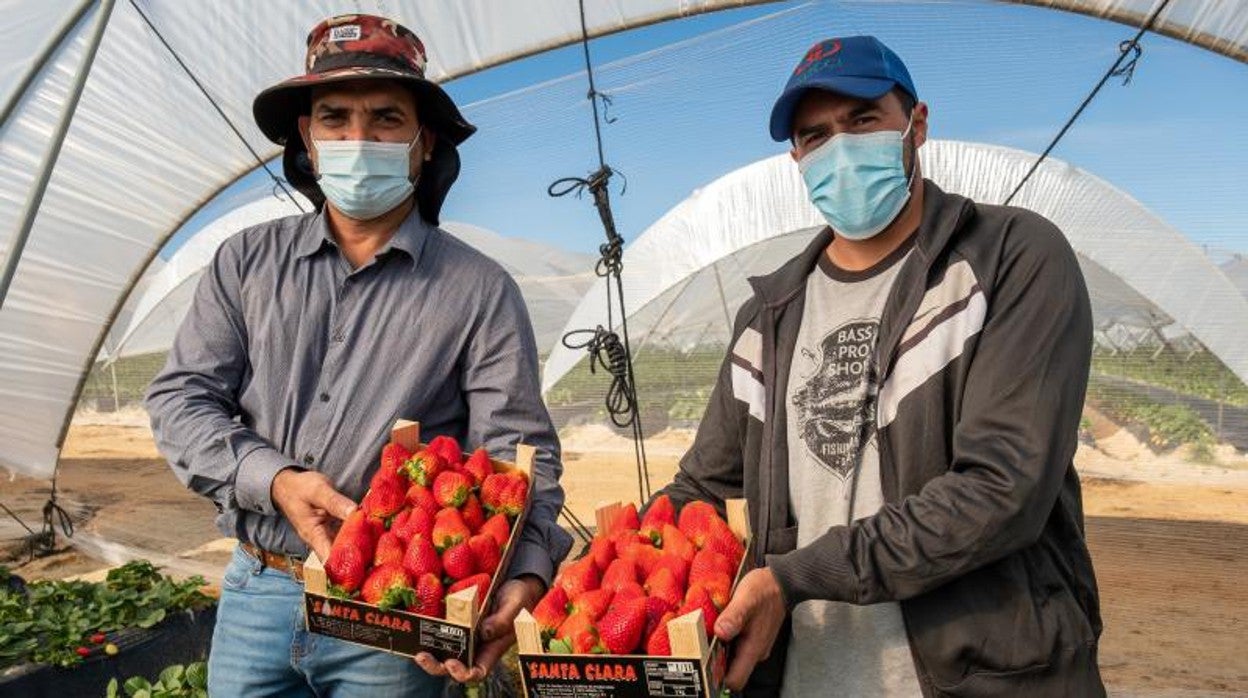 Los hondureños José Aníbal Amador (i) y José Vidal Aranda, seleccionados el pasado mes de octubre en su país por personal de la Unión de Pequeños Agricultores (UPA) de Huelva, recogen fresas en una finca de Lucena de Puerto (Huelva).