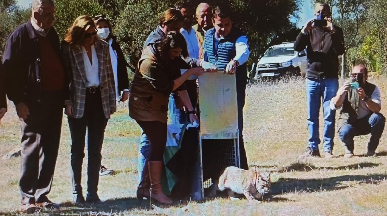 Las autoridades, hoy liberando a 'Salema' en la finca de El Cotillo de Córdoba