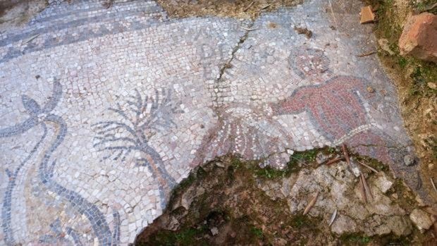 Un mosaico romano, probablemente integrado en una villa, emerge en un olivar de Adamuz