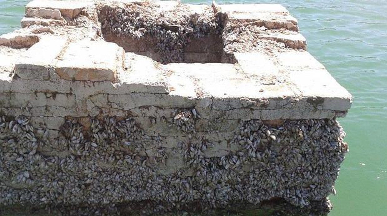 Mejillones cebra en un embalse andaluz