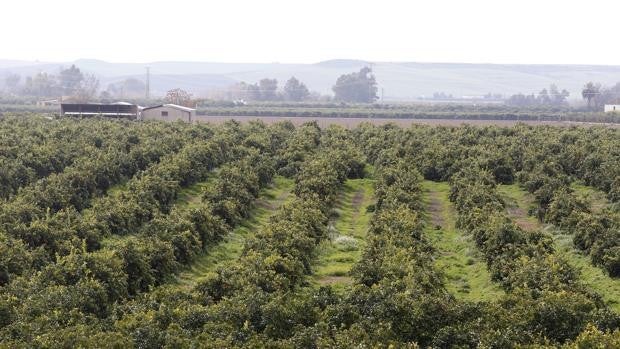 ¿Cuántas naranjas tiene que vender un agricultor en Córdoba para ganar lo que vale un café?