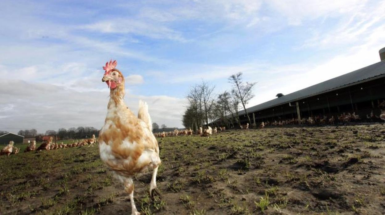 Una granja de gallinas en Holanda deja salir a los animales tras superar un brote de gripe aviar en 2007