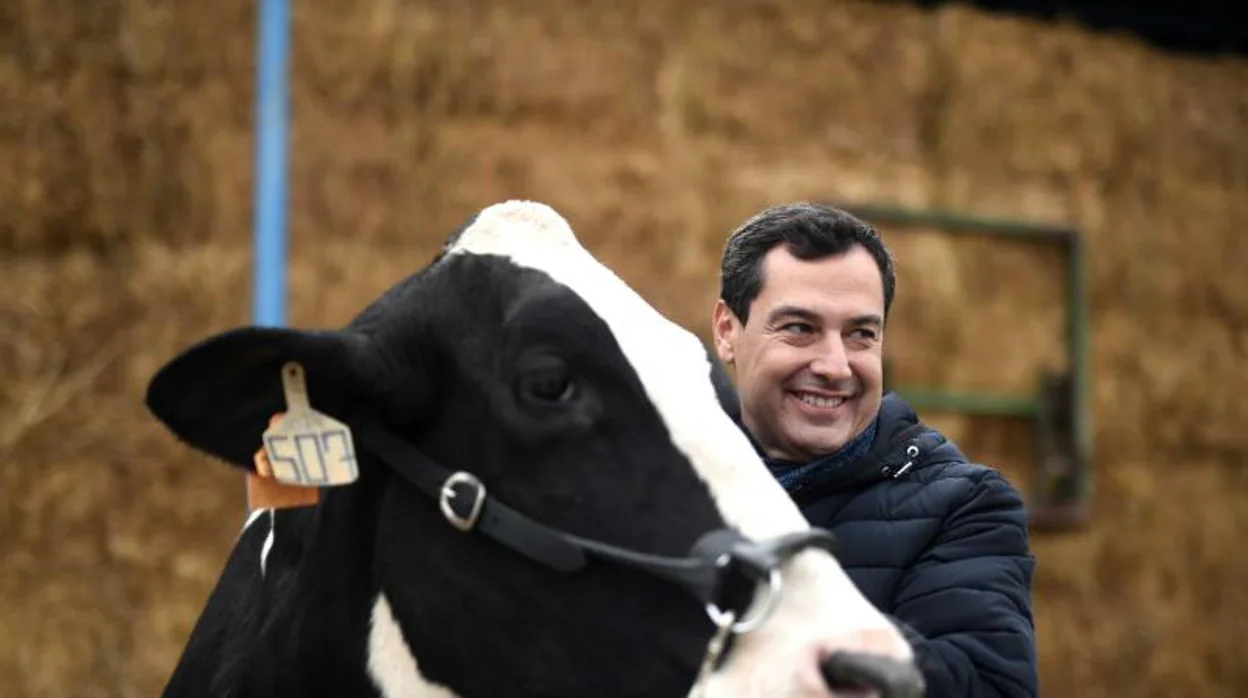 El candidato del PP, Juanma Moreno, abraza a la vaca Fadie en 2018// ABC