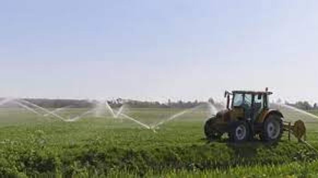 Imagen de una plantación de regadío de Almería
