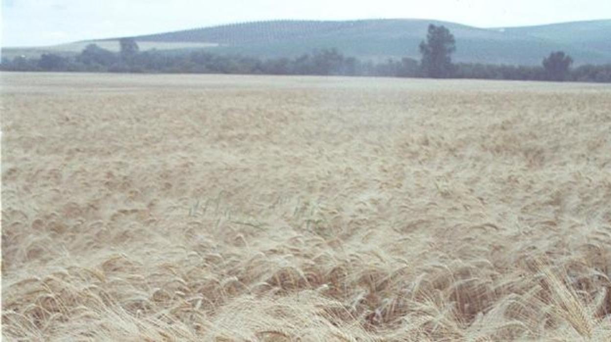 Campo de trigo en la provincia de Córdoba