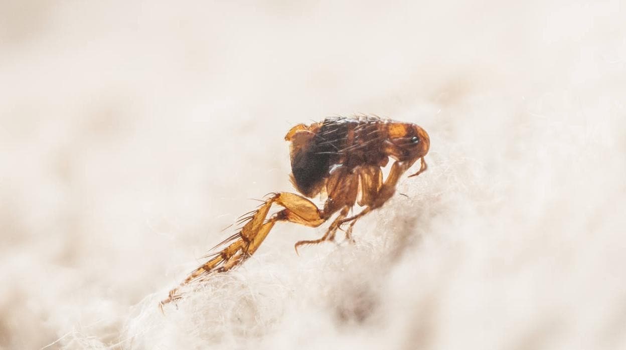Cinco remedios caseros para acabar con las pulgas en el hogar