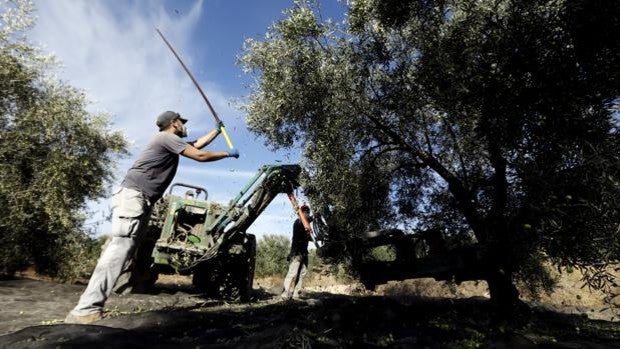 El Gobierno baja a 10 las peonadas necesarias para cobrar el subsidio o la renta agraria