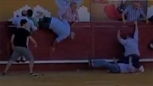 En vídeo: un novillo a la fuga causa el pánico al colarse en el callejón de la plaza de toros de Alcudia de Guadix