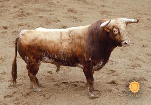 Toro con el que partirá plaza Javier Jiménez