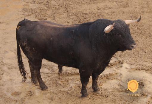 Feria de Abril de Sevilla 2018: éstos son los toros de Garcigrande para Ponce, Juli y Talavante
