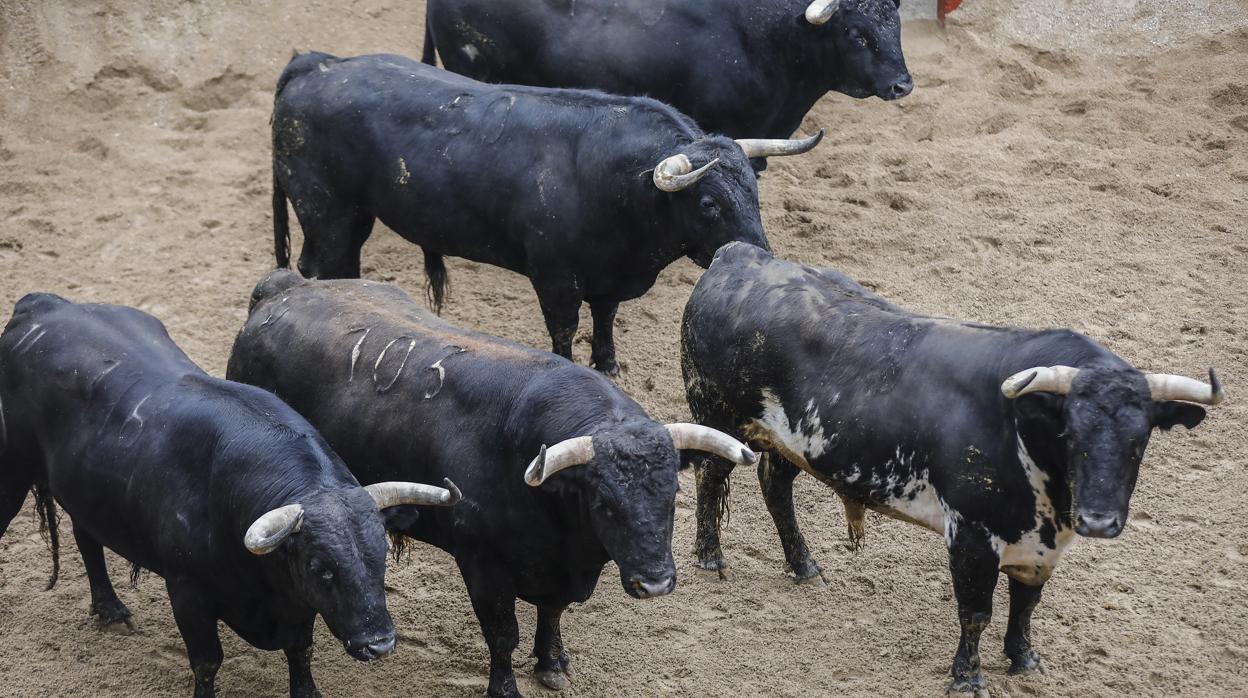 El reto y el honor de lidiar en la cita soñada