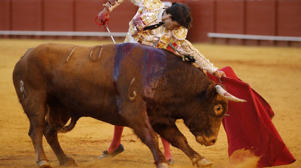 Natural de Antonio Grande en la Maestranza de Sevilla