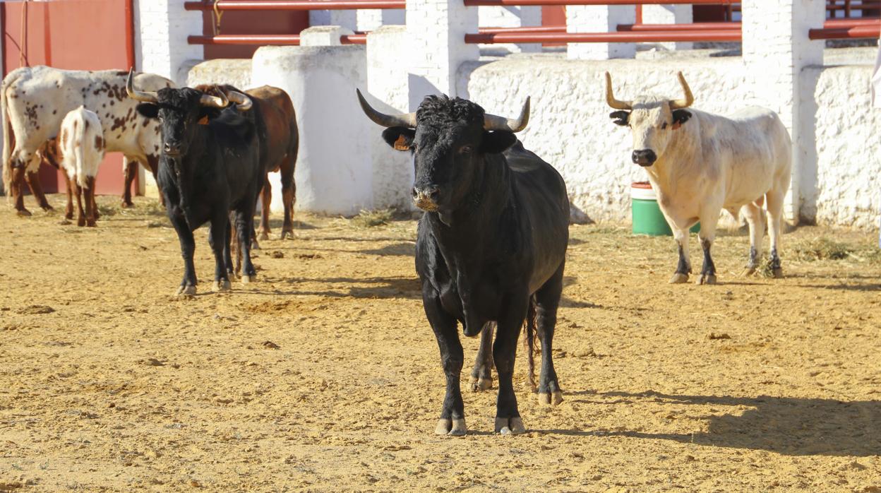 Varios toros de la ganadería Ruedos del Sur, expuestos en los corrales de la Real Venta de Antequera