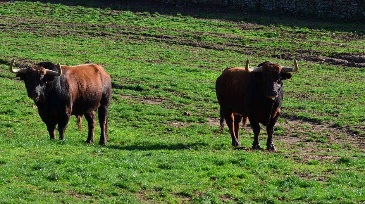 En la provincia de Sevilla hay más de 60.000 hectáreas de extensión dedicadas a la crianza del toro bravo