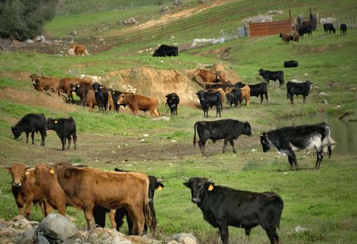 En las visitas se muestra todo el proceso de crianza del toro bravo; aquí, el futuro de la ganadería de Juan Pedro Domecq