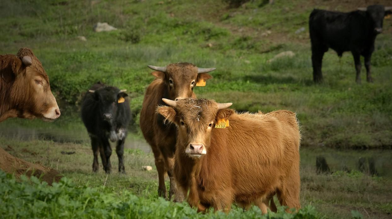 La dehesa brava sevillana se publicita como referente a nivel internacional