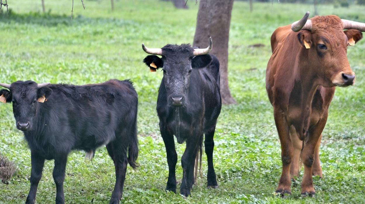 Las ganaderías de bravo suman cuantiosas pérdidas económicas derivadas de la actual pandemia