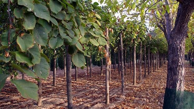 El Parque del Alamillo oferta una ruta botánica guiada
