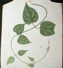 Dibujo de una planta de guaco, utilizada en botica