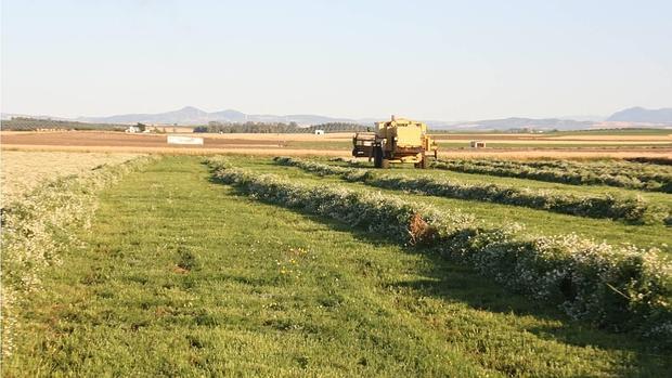 Plantas para rentabilizar las cubiertas vegetales del olivar