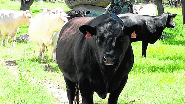Las vacas escocesas también pastan en la dehesa andaluza