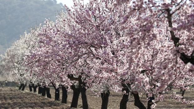 Proliferan los viveros ilegales de almendro en Andalucía