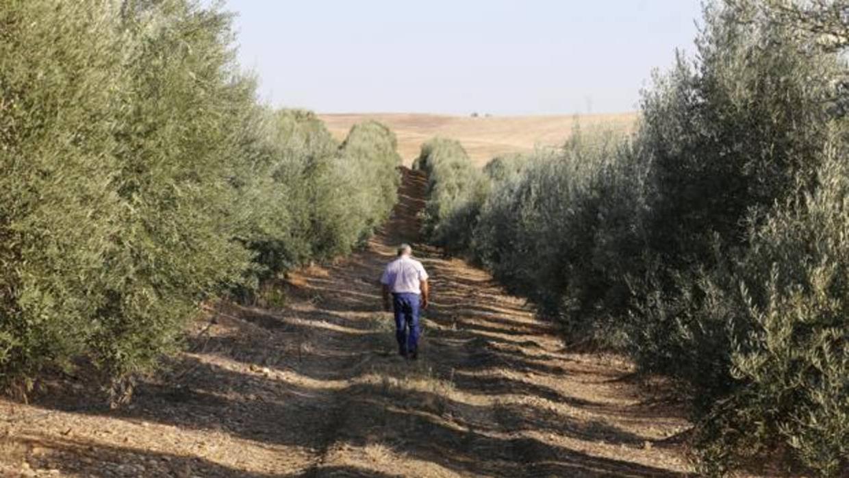 Campo de olivos afectado por la sequía en la provincia de Córdoba