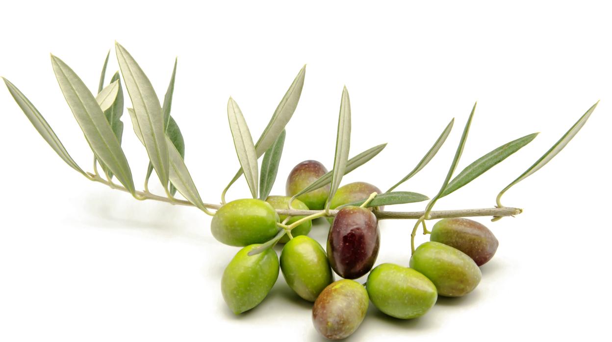 Los productores españoles están recibiendo 2,38 euros de media por litro de aceite, frente a los 6 euros que reciben los productores italianos