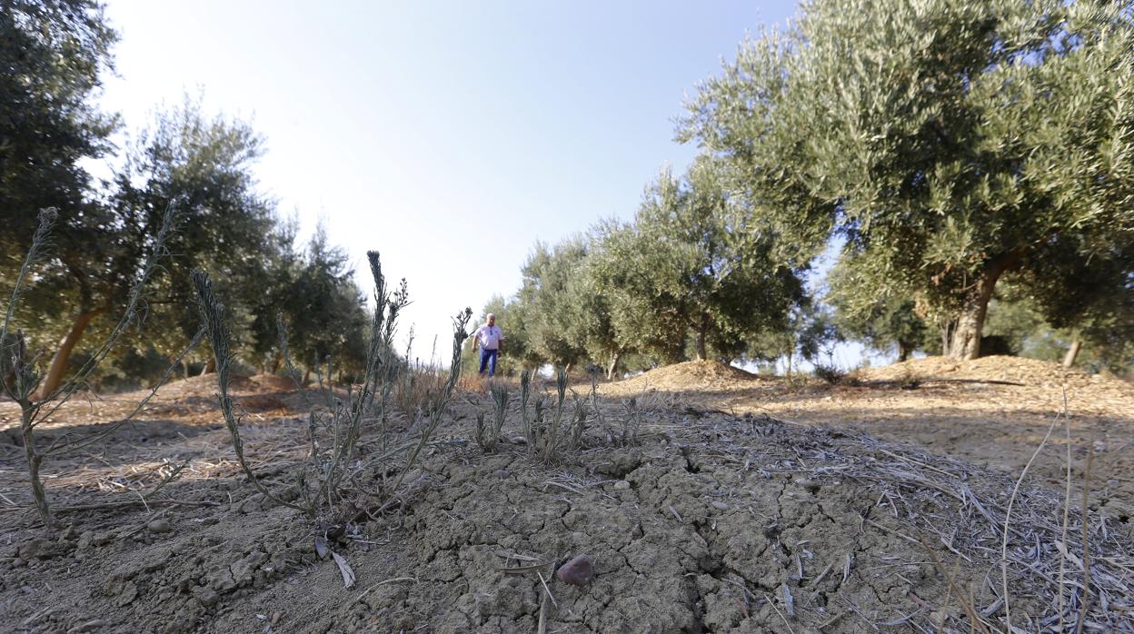 Pese a que el olivo aguanta bien el estrés hídrico, ya hay daños por falta de agua