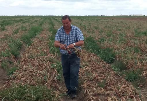 Juan Sánchez Vargas, presidente de la cooperativa Las Marismas, en su finca de Sevilla
