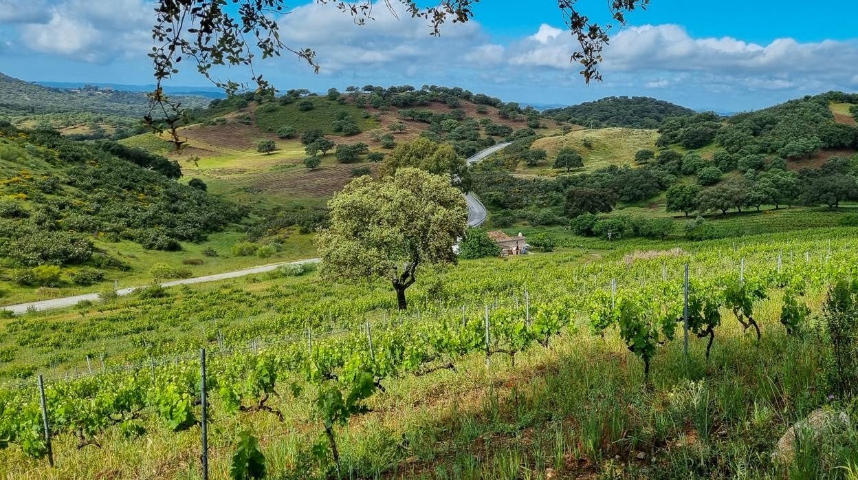 Finca de viñedos de la bodega Colonias de Galeón en Cazalla de la Sierra
