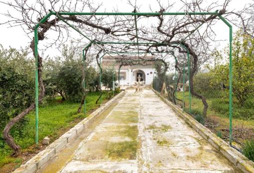 Un camino entre olivos te da la bienvenida