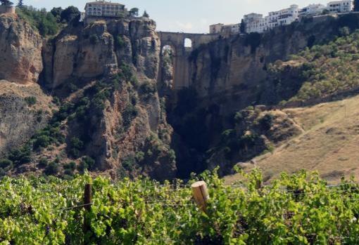 Las cuatro grandes rutas vinícolas en Andalucía