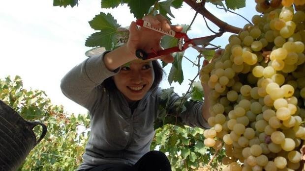 La ruta de la manzanilla y el fino en Andalucía