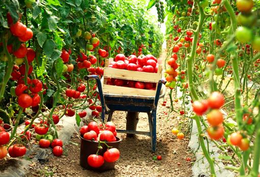 La mejor forma de conservar los tomates en casa