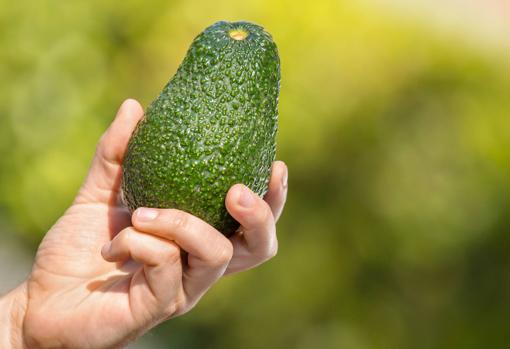 Podemos saber si un aguacate está maduro por su color y por su tacto