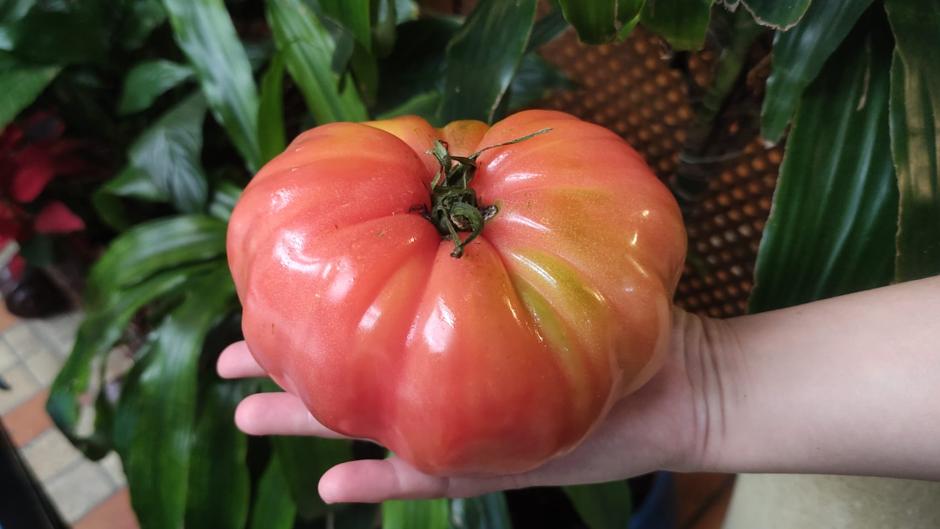 Cómo disfrutar del tomate en invierno