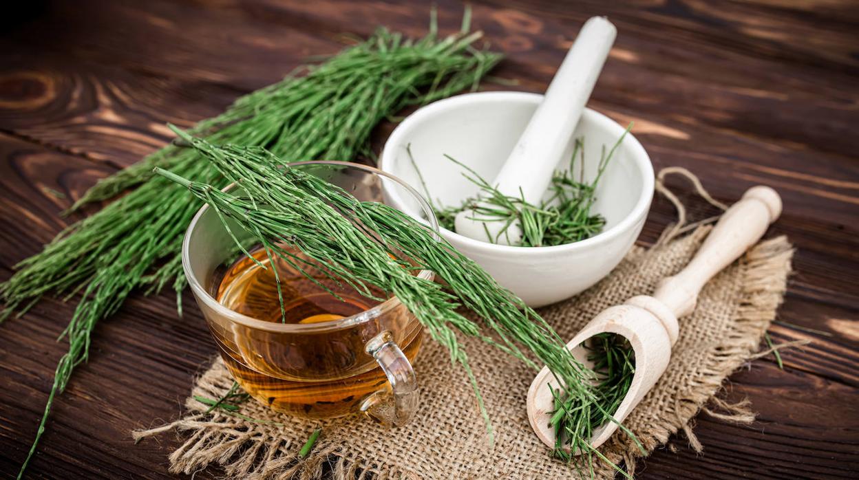 Infusión de cola de caballo