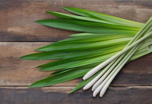 El aspecto de la hierba limón o citronela es parecido al de los ajos tiernos o los puerros