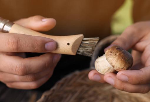 Utiliza un cepillo para limpiar las setas