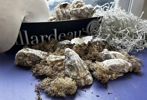 David García (Ostrea Sur): «Hemos democratizado las carnes maduradas en Sevilla igual que hicimos con las ostras»