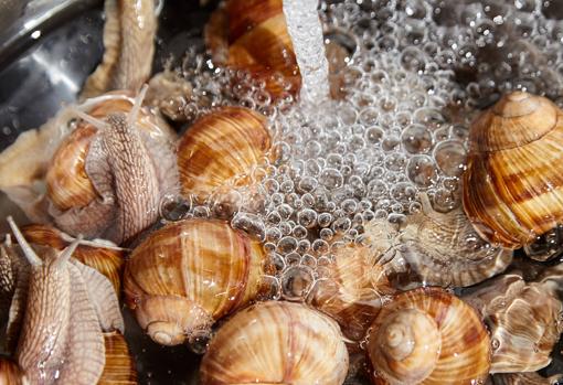Antes decocnarlos, hay que lavar bien los caracoles