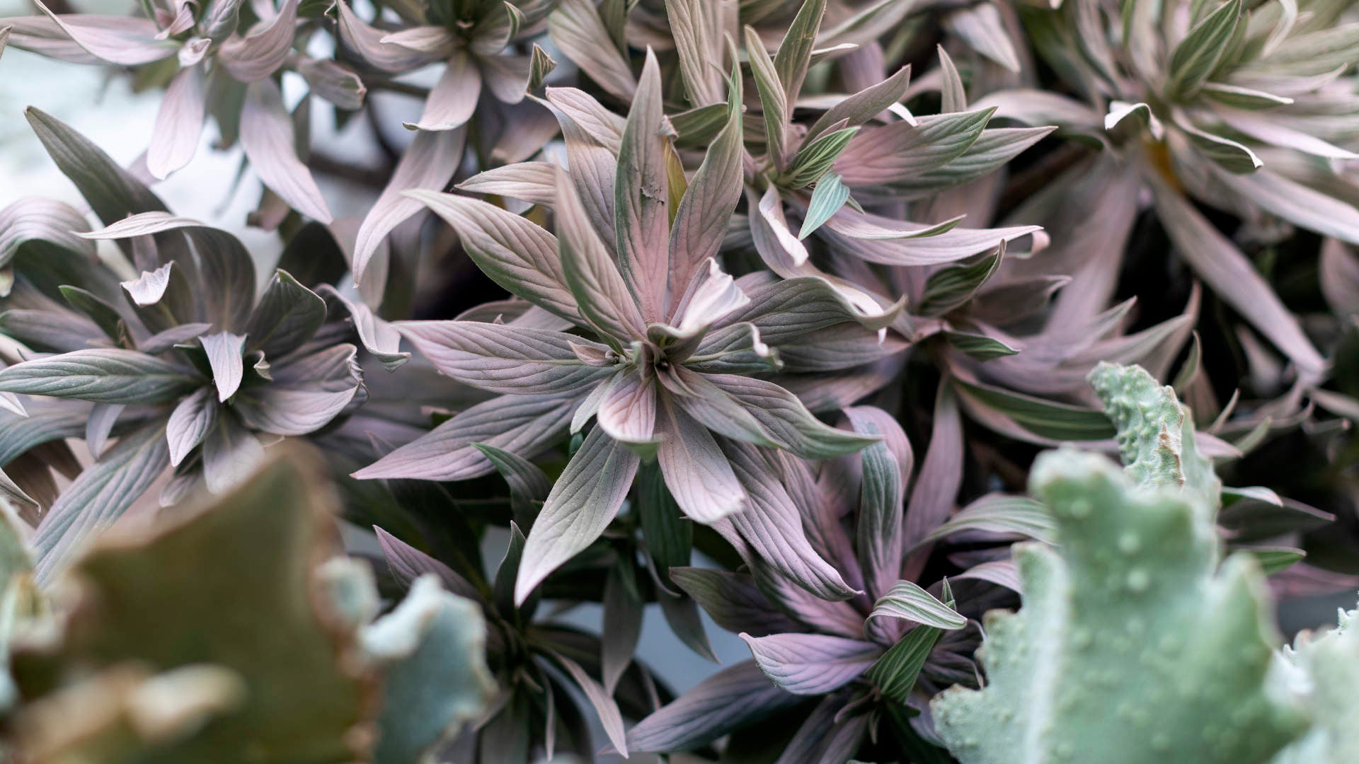 Dónde comer bien en Córdoba cerca de los patios del Festival Flora 2021