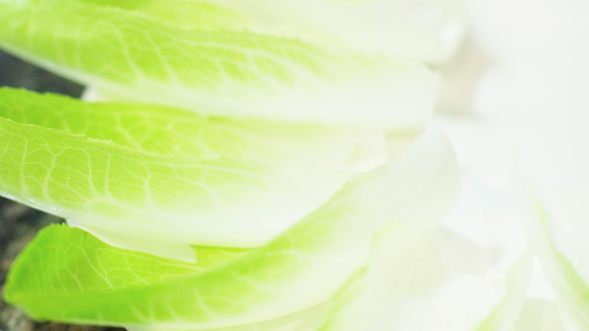 Endibias rellenas de queso con salmón y nueces - Gurmé